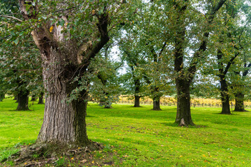 Big trees in the park with lawns and green surroundings, fresh air suitable for relaxation.

