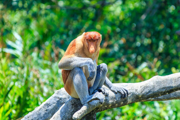 proboscis monkey or nasalis larvatus