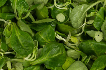 mache lettuce green salad