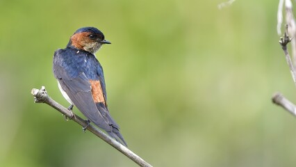 Red-rumped Swallow