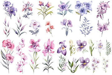 Watercolor flowers on a white background without shadows for illustration.