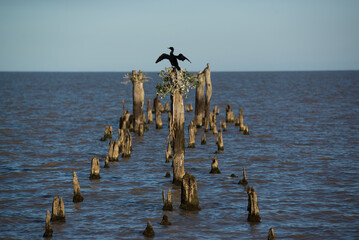 pier on the lake