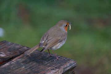 A robin will a fresh catch of different types of insects and bugs in its beak (bill), standing on a picnic table with characteristic red breast