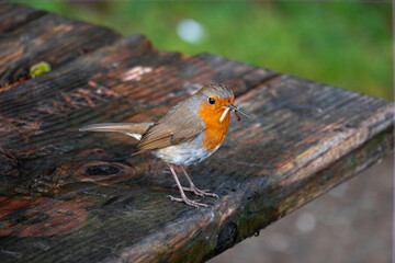 A robin will a fresh catch of different types of insects and bugs in its beak (bill), standing on a...