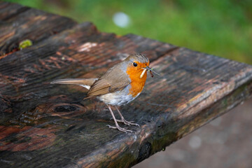 A european robin will a fresh catch of different types of insects and bugs in its beak (bill), standing on a picnic table with characteristic red breast