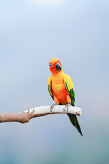Sun Conure parrot bird standing on branch.