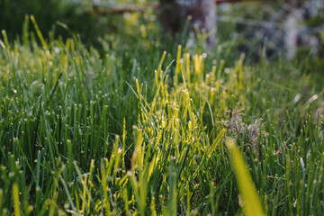Green grass in warm sunlight