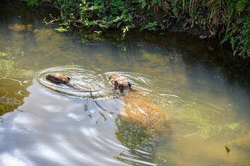 Capivaras de Curitiba