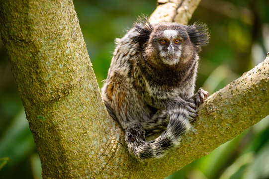 File:Macaco Sagui.jpj.jpg - Wikimedia Commons