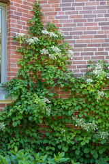 Fototapeta na wymiar Hydrangea petiolaris Kletterhortensie in einer Hausecke