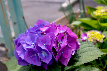 紫陽花のクローズアップ