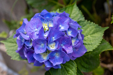 紫陽花のクローズアップ