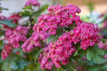 Crataegus laevigata Paul's Scarlett Detail Blüte