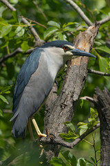 Naklejka premium 夜行性のゴイサギ