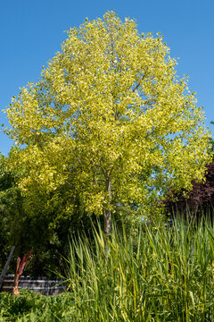 Liriodendron tulipifera Aureomarginata Habitus