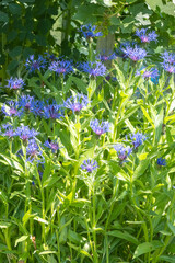 Centaurea montana Berg-Flockenblume in Blüte