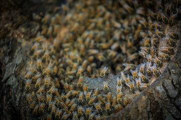 bees at work
