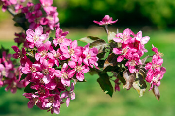 Branches of a blossoming red plum tree on a bright spring day. Blossom from the fruit tree in the sunshine.