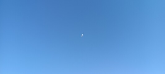 White seagull bird flying in clear blue sky