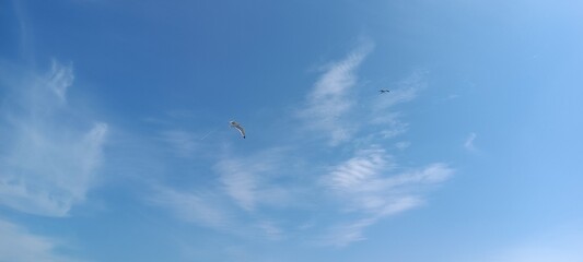 Blue skies with seagulls and clouds