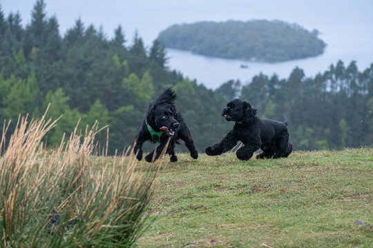 Two spaniel dogs playing and chasing each other around on top of a hill near a lake