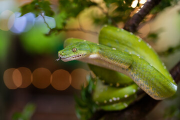 Green tree python snake on branch ready to attack, Chondropython viridis snake closeup with black background, Morelia viridis snake