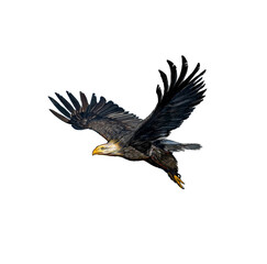 eagle in flight