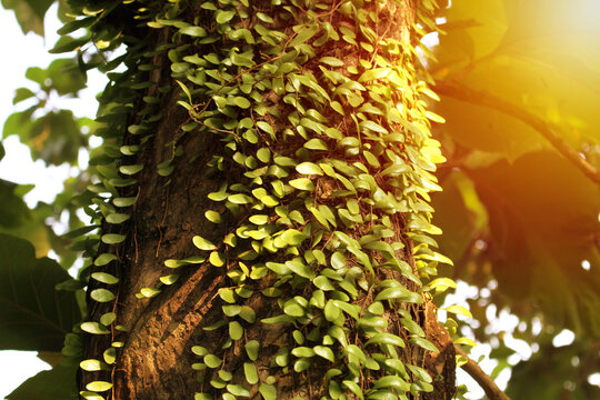 Daun sisik naga (pyrrosia Piloselloides).Pyrrosia nummularifolia grows on mango tree. Pyrrosia nummularifolia (Polypodiaceae)