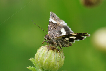 Closeup on a four-spotted owlet moth Tyta luctuosa sitting with open wings on a flower bud