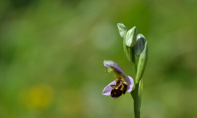 Petite orchidée sauvage, l'ophrys abeille