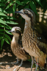 couple of stone curlew birds on the nature background.