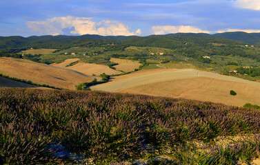 Lavender field with countryside and hills behind it and a blue sky
