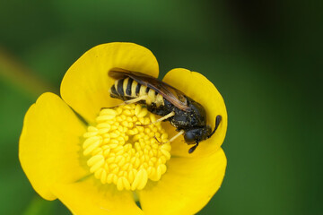 Closeup on a plant parasite sawfl, Corynis crassicornis , in a yellow buttercup flower