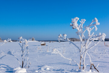 Bales of hay laying in the snow