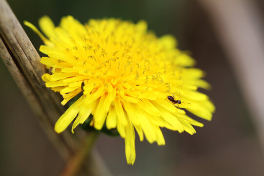 Yellow Dandelion Photograph, Taraxacum