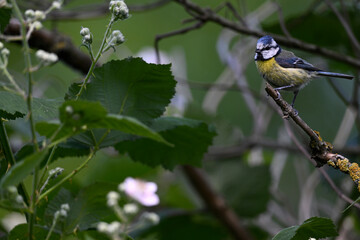 Blue tit // Blaumeise (Cyanistes caeruleus)