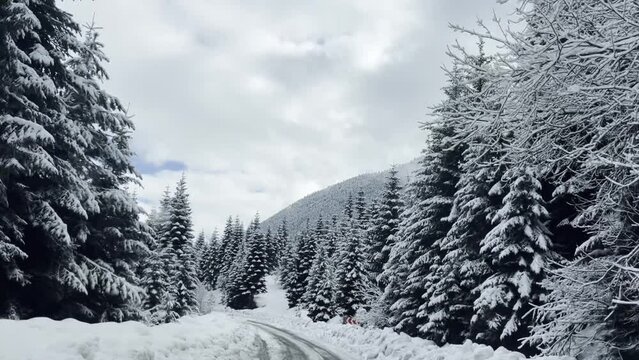 travel in beautiful snowy spruce forest in the mountains