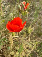 red poppy flower