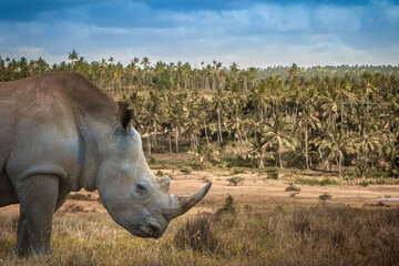 Rino in Africa. Wild animal in Kenya. Rhinoceros stands in dry grass. National natural park. Wild...