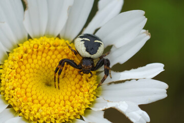 Closeup on a Napoleon Spider, Synema globosum in a yellow white Ox-eye daisy, Leucanthemum vulgare