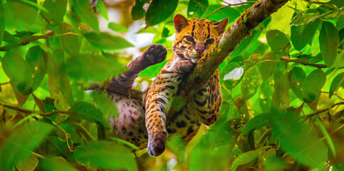 Oncilla. Wild cat on a tree. Wild cats. Ecuador. - obrazy, fototapety, plakaty