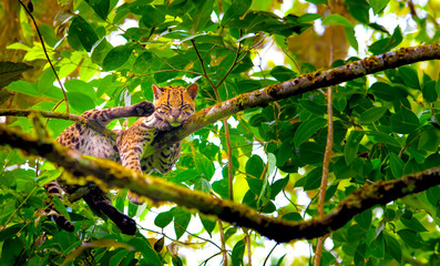 Oncilla. Wild cat on a tree. Wild cats. Ecuador.
