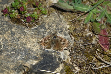 dingy skipper butterfly (Erynnis tages)
