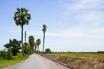 Fototapeta na wymiar sugar palm with road in the field