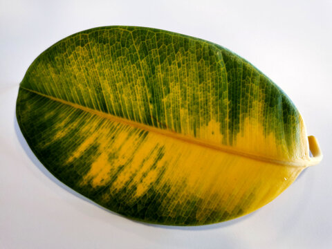 Blatt der Grünpflanze Gummibaum