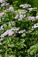 Valeriana officinalis , or cat grass ( lat. Valeriana officinalis ), is a plant species of the genus Valerian ( Valeriana ) of the subfamily Valerianaceae