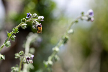 Macro photograph of a bee collecting pollen from a flower. Blurred background and copy space. South of France.