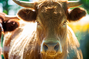 Portrait of expressive red Salers or Limousine cow looking straight into the eyes, real photography