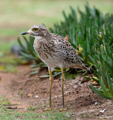 Oedicnème tachard, Burhinus capensis, Spotted Thick knee, Afrique du Sud