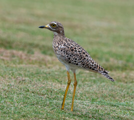 Oedicnème tachard, Burhinus capensis, Spotted Thick knee, Afrique du Sud